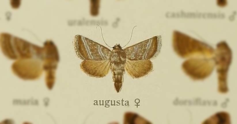 Euchalcia augusta