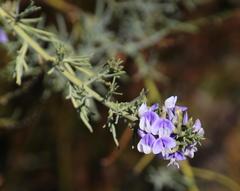 Psoralea verrucosa