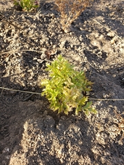 Toxicodendron diversilobum