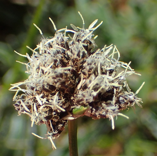 Image of Ficinia truncata by (c) Nicola van Berkel, some rights reserved (CC BY-SA)
