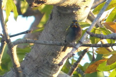 Tiaris olivaceus intermedius