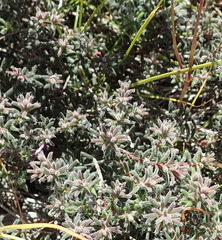 Erica similis