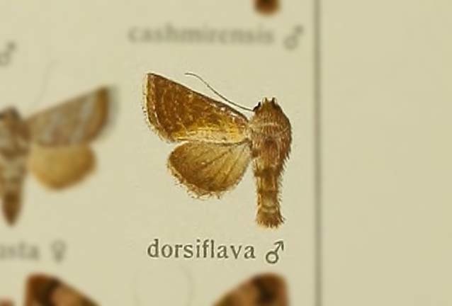 Euchalcia dorsiflava