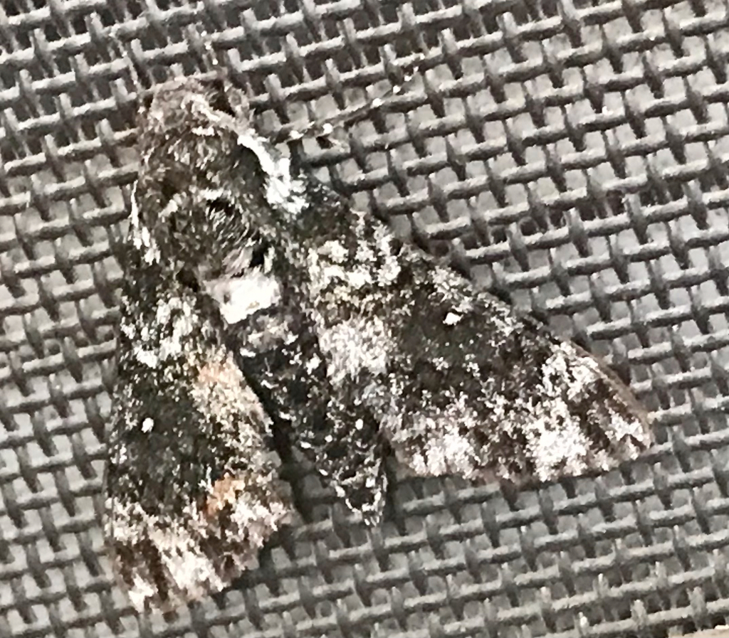 Pawpaw Sphinx from Round Up Rd, Fort Worth, TX, US on September 28 ...