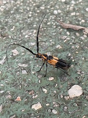 Batus hirticornis