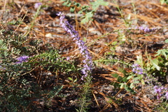 Liatris cokeri