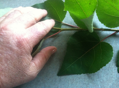 Populus balsamifera balsamifera