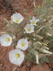 Convolvulus