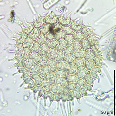 Pseudopediastrum