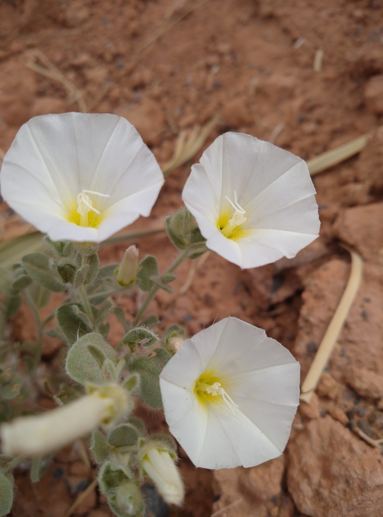 Convolvulus supinus