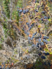 Berberis vulgaris seroi