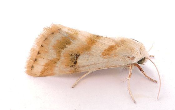 Schinia obliqua