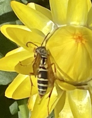 Polistes fuscatus