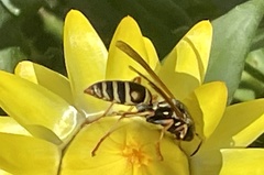 Polistes fuscatus