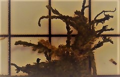 Sciuro-hypnum reflexum