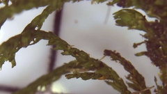 Sciuro-hypnum reflexum