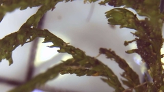 Sciuro-hypnum reflexum