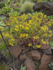 Senecio eremophilus