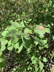 Paraleucoptera albella