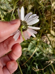 Tripleurospermum inodorum