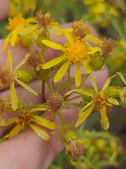 Senecio eremophilus