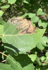 Paraleucoptera albella