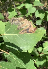 Paraleucoptera albella