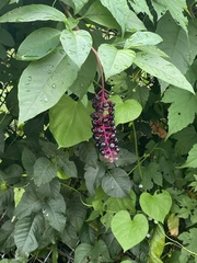 Phytolacca americana