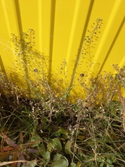 Capsella bursa-pastoris