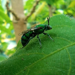 Pseudaugochlora