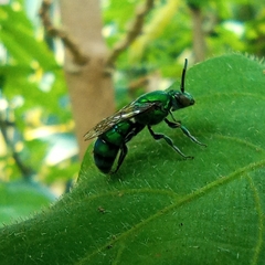 Pseudaugochlora