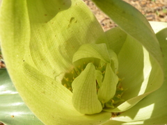 Colchicum eucomoides