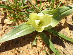 Colchicum eucomoides