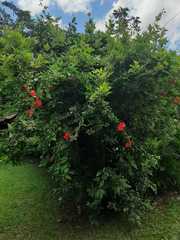 Hibiscus × archeri
