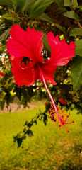 Hibiscus × archeri
