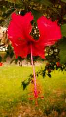 Hibiscus × archeri