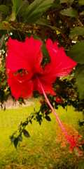Hibiscus × archeri