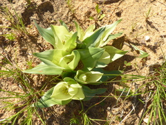 Colchicum eucomoides
