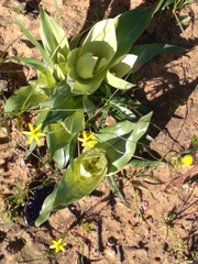Colchicum eucomoides