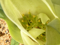 Colchicum eucomoides