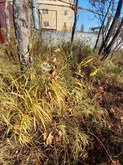 Parasenecio hastatus