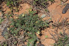 Monsonia salmoniflora