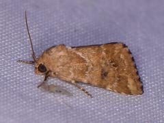 Schinia sordidus