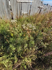 Achillea salicifolia