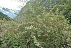 Indigofera szechuensis