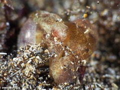 Haminoea hydatis