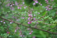 Indigofera szechuensis