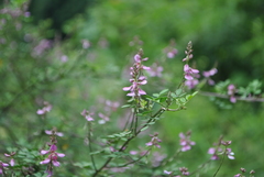 Indigofera szechuensis