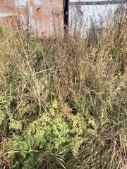 Anthriscus sylvestris