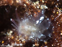 Mourgona borgninii